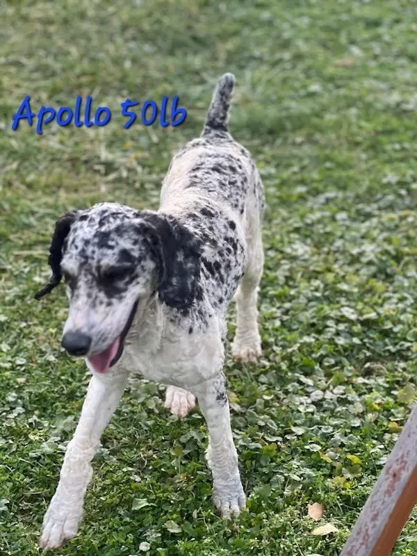Puppy Name: Apollo